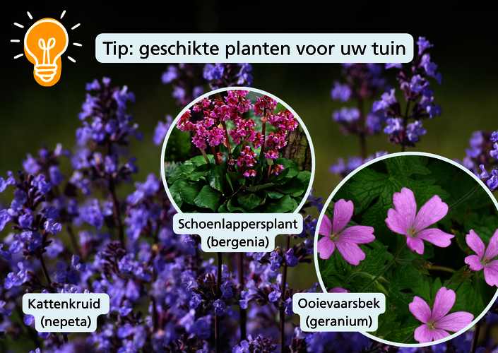 Foto van 3 geschikte planten voor uw tuin: kattenkruid, schoenlappersplant en ooievaarsbek.