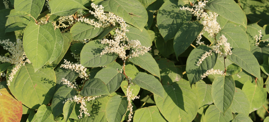 Foto van de plant de Japanse Duizendknoop in bloei, met witte bloemen
