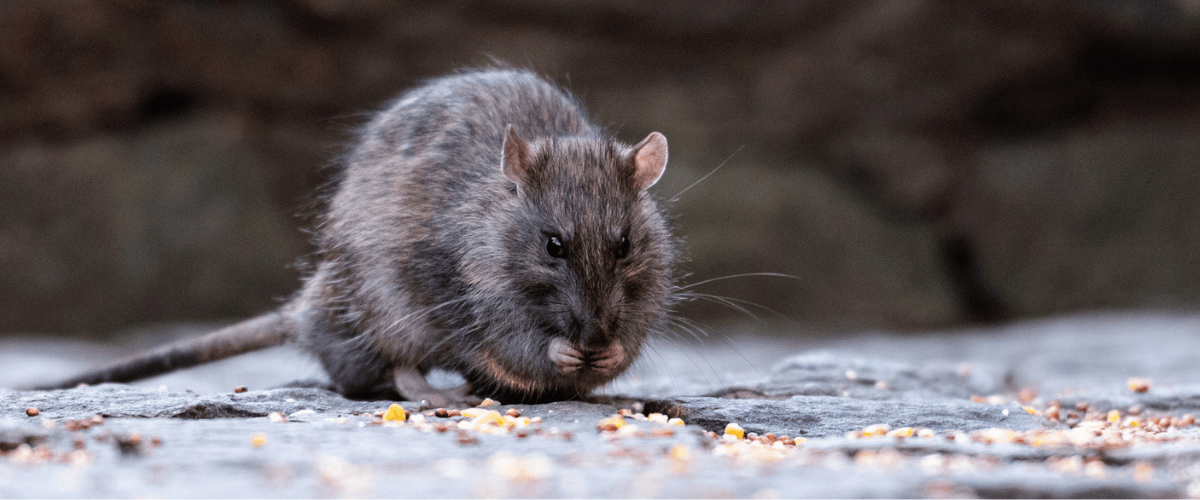 Een donkergrijze rat eet vogelzaadjes op een grijze stoep
