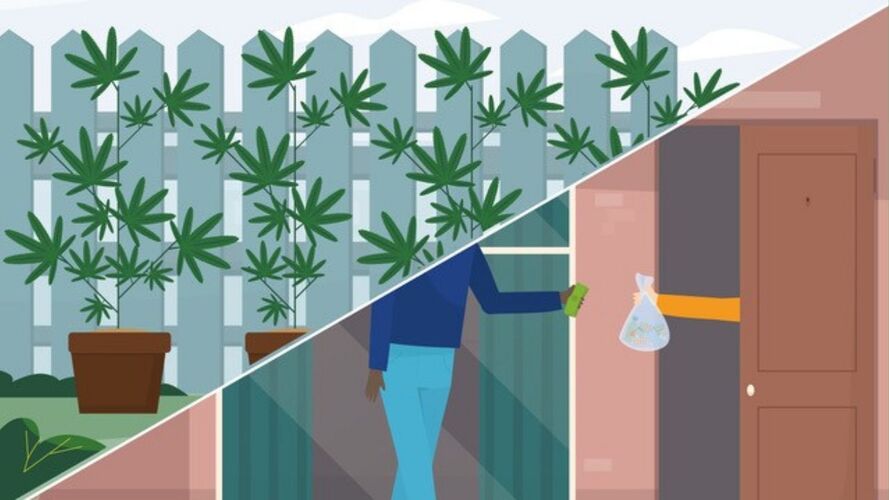 Een illustratie met een splitscreen. Linksboven staan potten met wietplanten voor een schutting. Rechtsonder komt een hand uit een deur die een zakje overhandigd aan een ander persoon. 