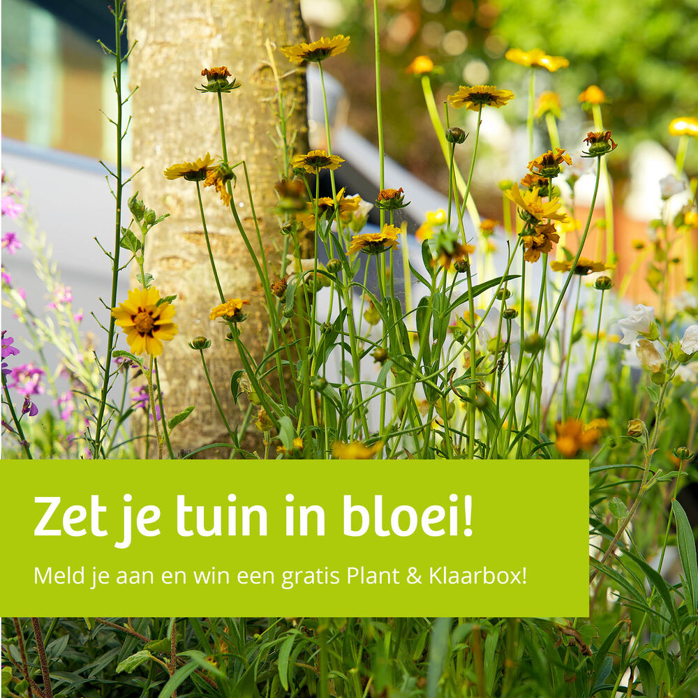 Boom en planten - meld je aan en win een gratis Plant & Klaar box