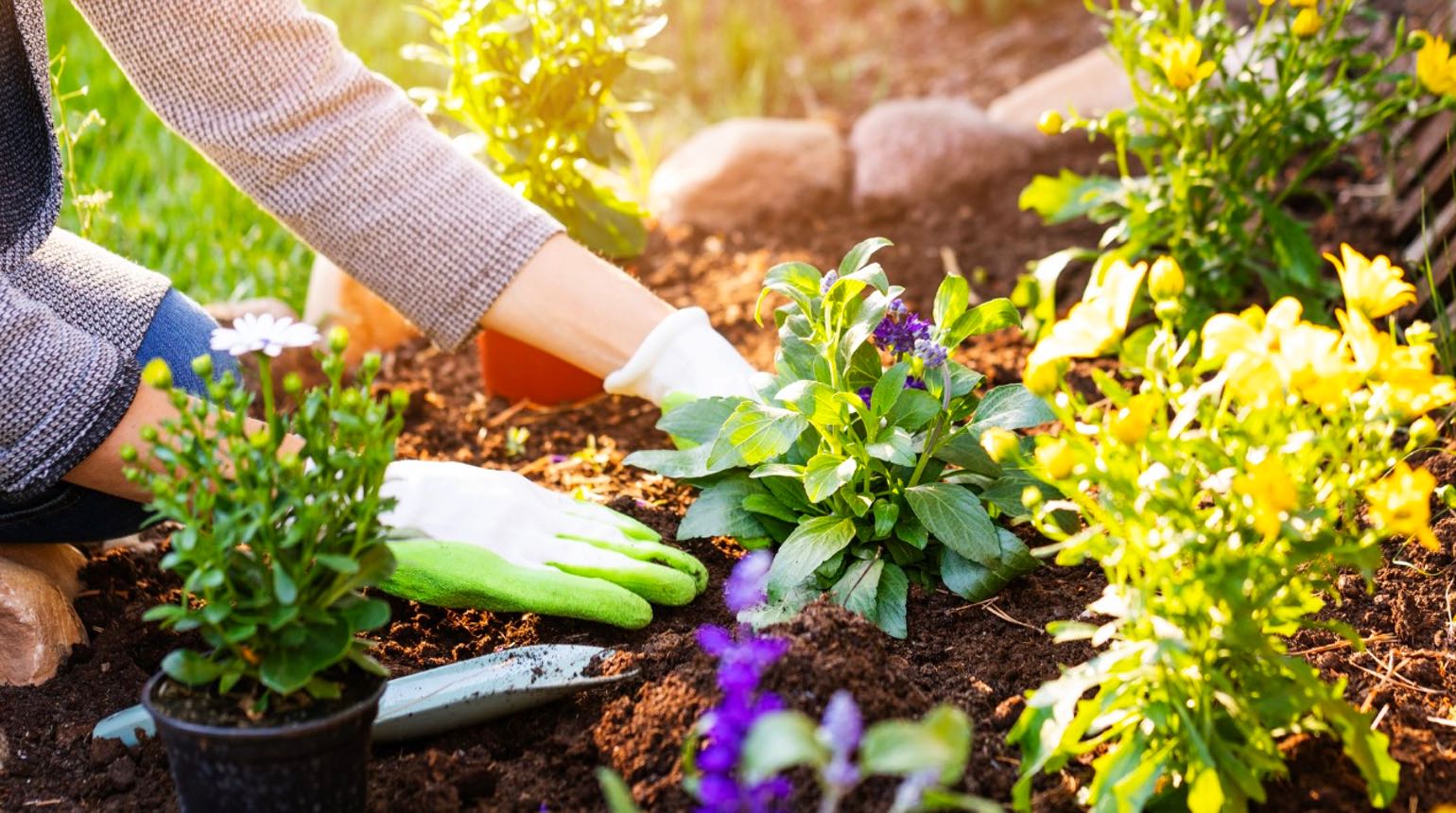 Handen planten bloemen in tuin met groene handschoenen